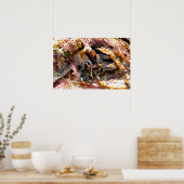 SEAWEED POSTER (Keuken)