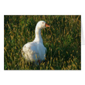 Sebastopol Goose (Voorkant Horizontaal)