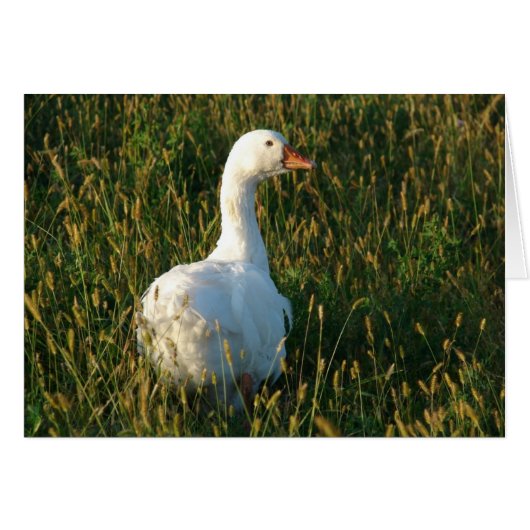 Sebastopol Goose (Voorkant Horizontaal)