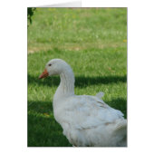 Sebastopol Goose (Voorkant)