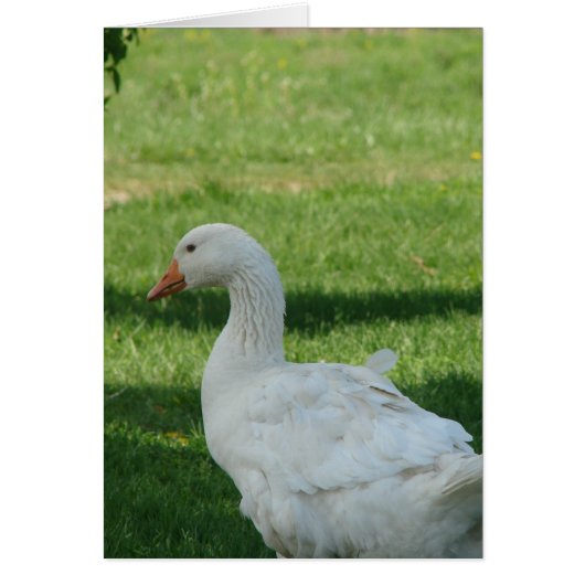 Sebastopol Goose (Voorkant)