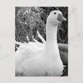 Sebastopol Goose Briefkaart