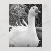 Sebastopol Goose Briefkaart (Voorkant)