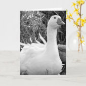 Sebastopol Goose Kaart (Gele Bloem)
