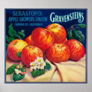 Sebastopol Gravensteins Apple LabelSonoma, CA Poster