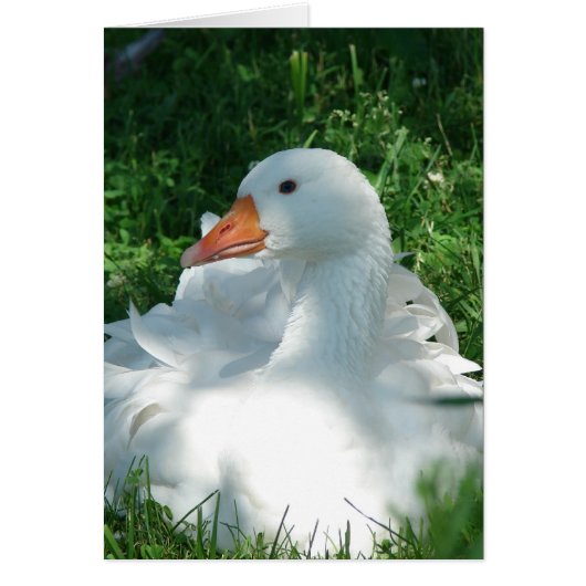 Sebbie Goose (Voorkant)