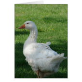 Sebbie Goose (Voorkant)