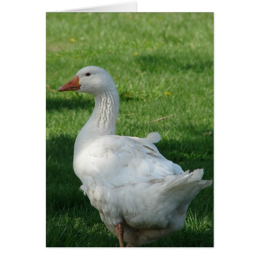 Sebbie Goose (Voorkant)