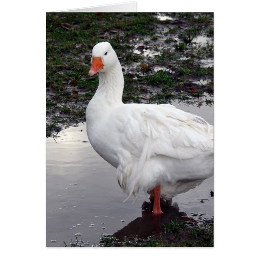 Sebbie in een Puddle (Voorkant)