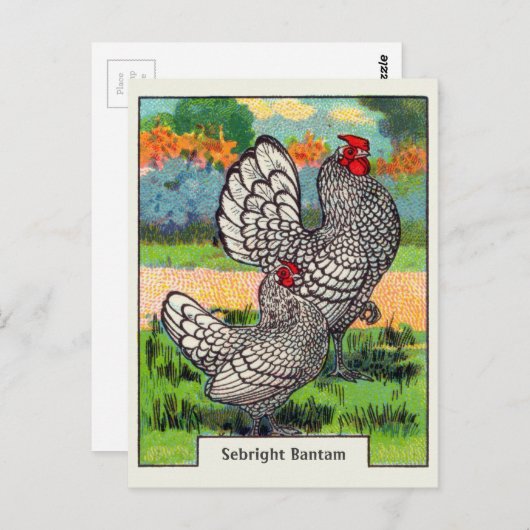 Sebright Bantam Chicken Briefkaart (Voorkant / Achterkant)
