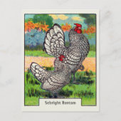 Sebright Bantam Chicken Briefkaart (Voorkant)