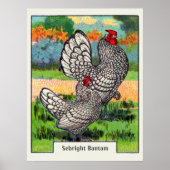  Sebright Bantam Chicken Poster (Voorkant)