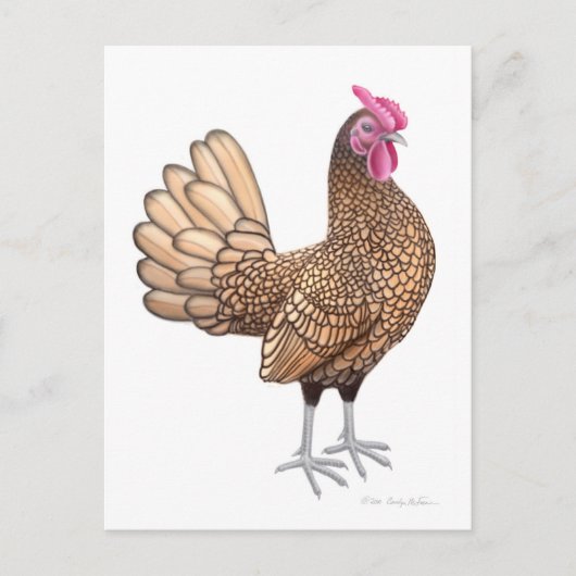 Sebright Bantam Rooster Briefkaart (Voorkant)