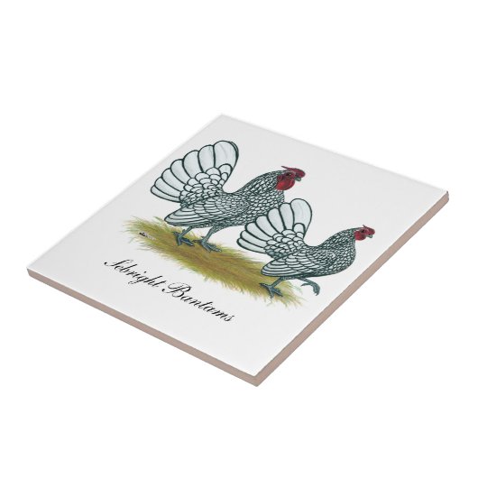 Sebright Bantams: zilver Tegeltje (Zijkant)