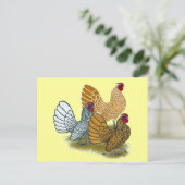 Sebright Rooster Assortation Briefkaart (Staand voorkant)