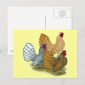 Sebright Rooster Assortation Briefkaart (Voorkant / Achterkant)