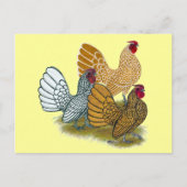 Sebright Rooster Assortation Briefkaart (Voorkant)
