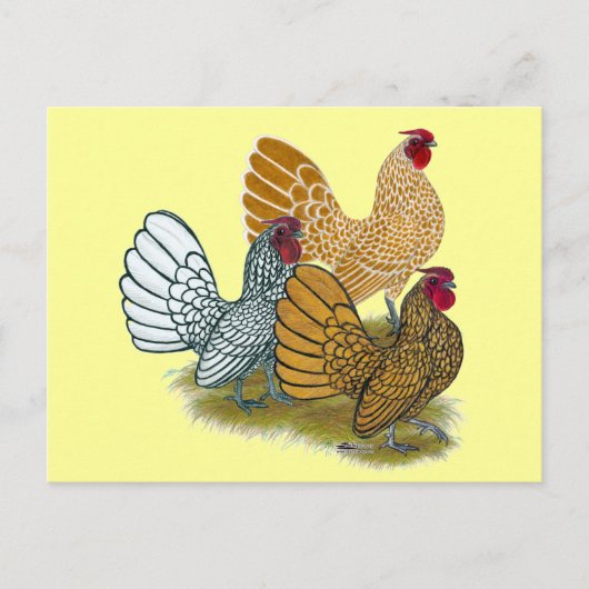 Sebright Rooster Assortation Briefkaart (Voorkant)