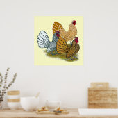 Sebright Rooster Assortation Poster (Keuken)