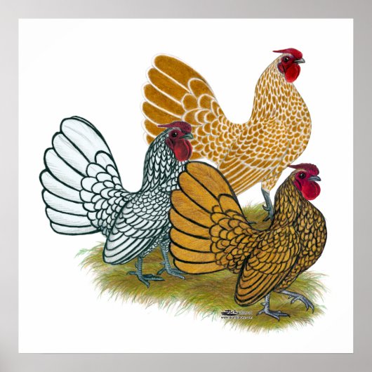 Sebright Rooster Assortation Poster (Voorkant)