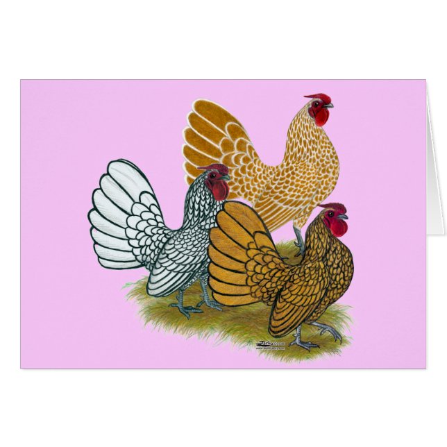 Sebright Rooster Assortment (Voorkant Horizontaal)