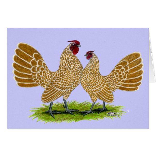 Sebrights Buff Laced (Voorkant Horizontaal)