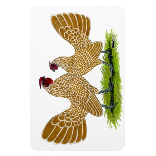 Sebrights Buff Laced Magneet (Verticaal)