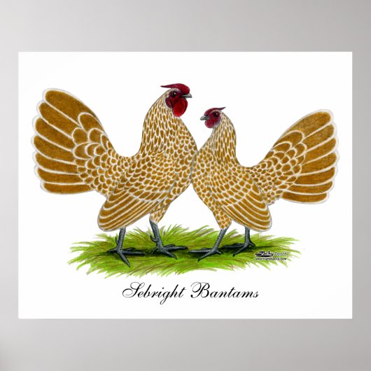 Sebrights Buff Laced Poster (Voorkant)