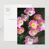 Secret Garden Rozen Foto Briefkaart (Voorkant / Achterkant)