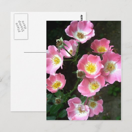 Secret Garden Rozen Foto Briefkaart (Voorkant / Achterkant)