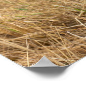 Secretaris Bird op de jacht Poster (Hoek)