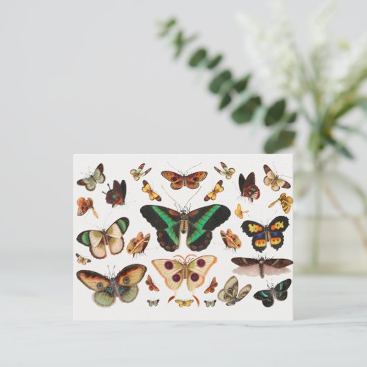  sectie-illustratie briefkaart (Staand voorkant)