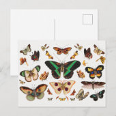  sectie-illustratie briefkaart (Voorkant / Achterkant)