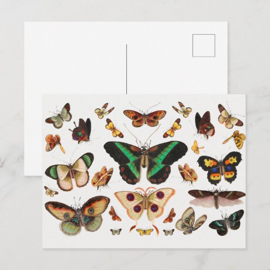 sectie-illustratie briefkaart (Voorkant / Achterkant)