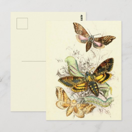  sectie-illustratie briefkaart (Voorkant / Achterkant)