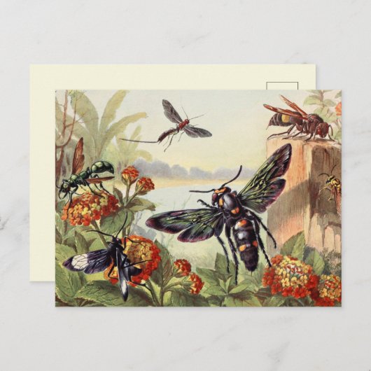 sectie-illustratie briefkaart (Voorkant / Achterkant)