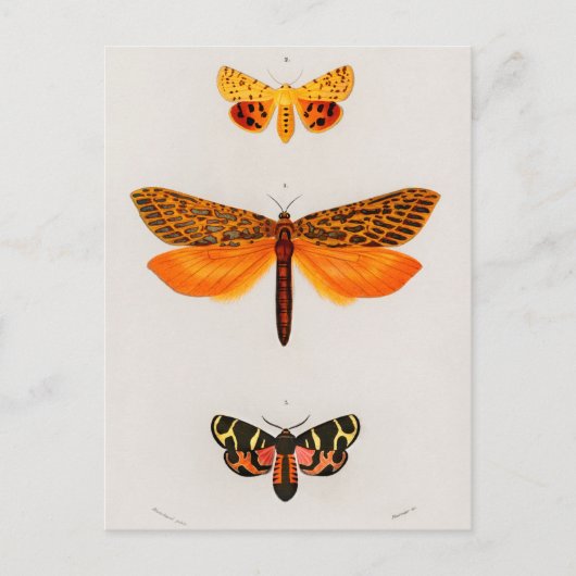  sectie-illustratie briefkaart (Voorkant)