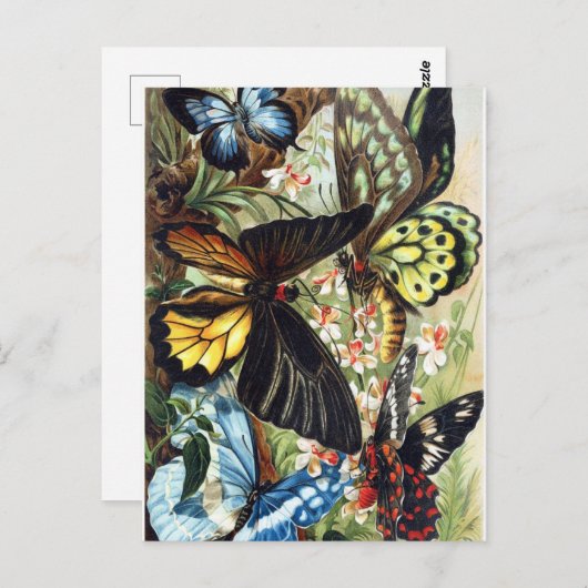  sectie-illustratie briefkaart (Voorkant / Achterkant)