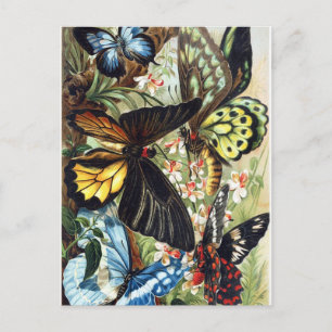  sectie-illustratie briefkaart