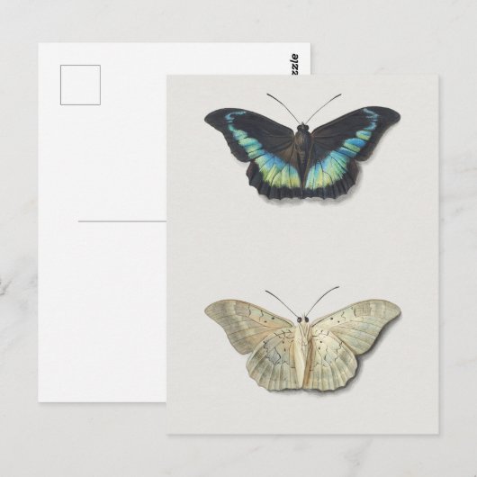  sectie-illustratie briefkaart (Voorkant / Achterkant)