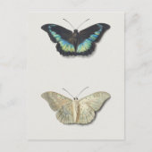  sectie-illustratie briefkaart (Voorkant)