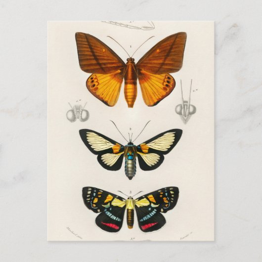  sectie-illustratie briefkaart (Voorkant)
