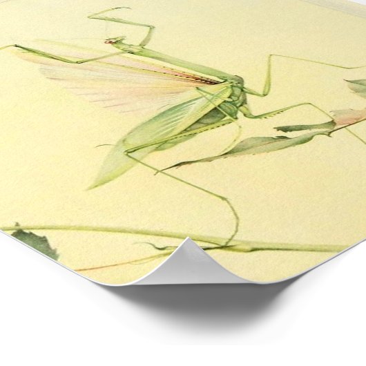  sectie-illustratie poster (Hoek)