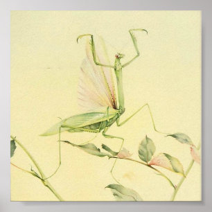 sectie-illustratie poster