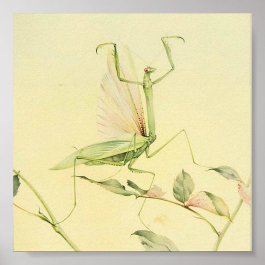  sectie-illustratie poster (Voorkant)