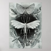  sectie-illustratie poster (Voorkant)