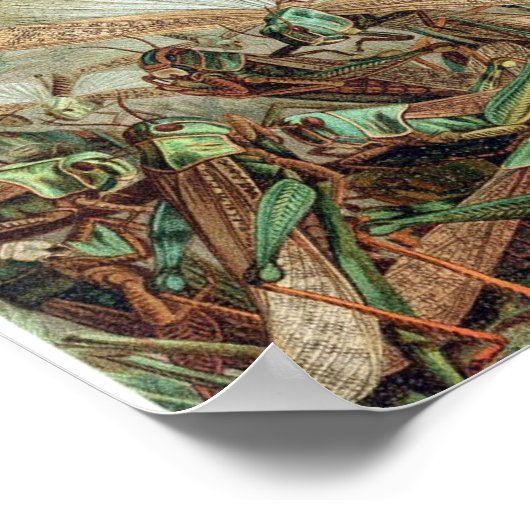 sectie-illustratie poster (Hoek)