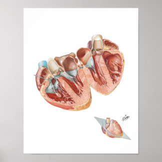 Sectie van het hart door Frank H. Netter, MD Poster