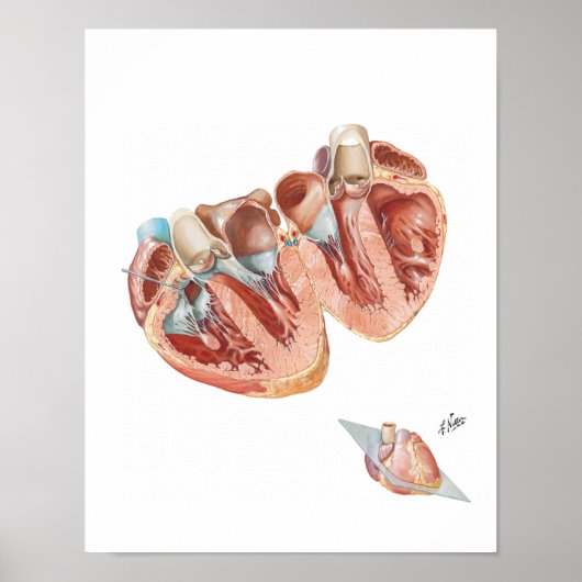 Sectie van het hart door Frank H. Netter, MD Poster (Voorkant)