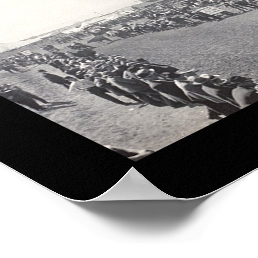 Sedalia MO Cattle Photo 1911 Poster (Hoek)